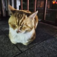 QWQ