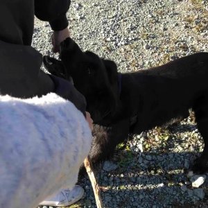 Dog Sound（狗音效）