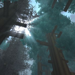 Sunlight through Trees（阳光穿过树林）