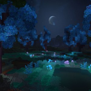 Zone 1 Forest（区域 1 森林）