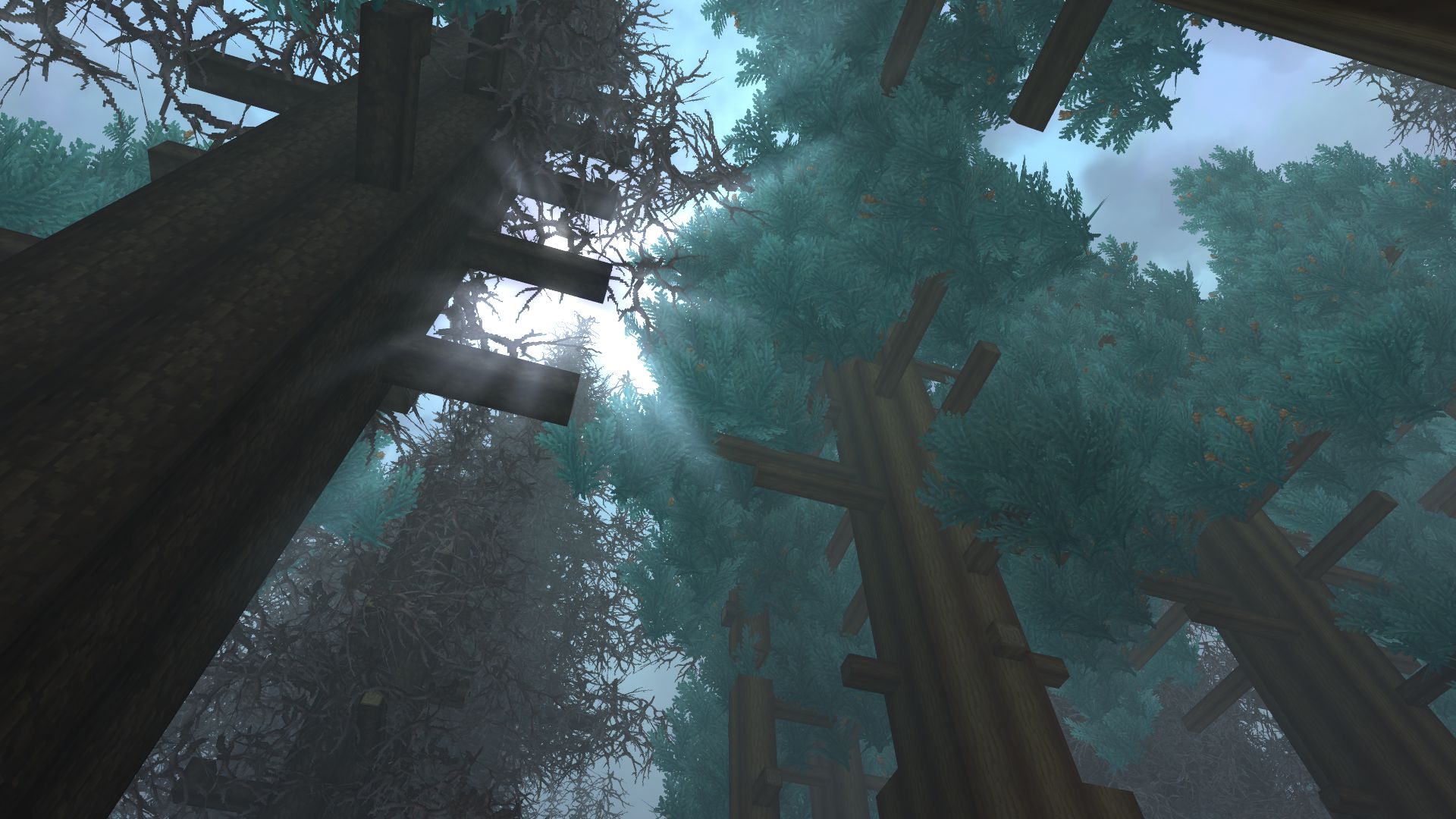 Sunlight through Trees（阳光穿过树林）