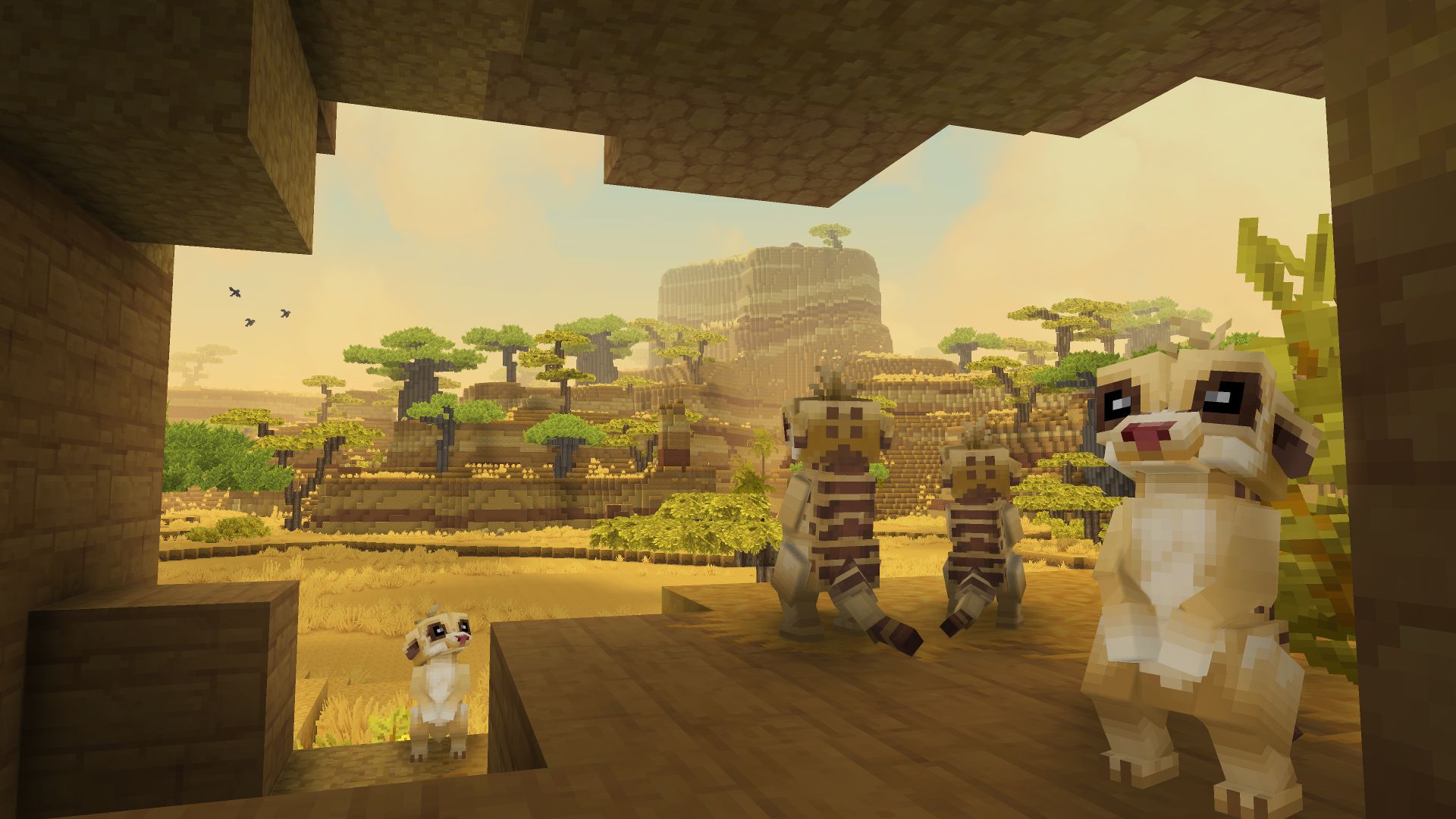 Meerkat（猫鼬）