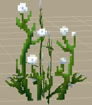 White Flowers（白花）